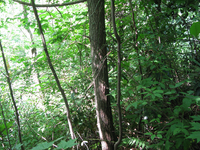 GRSM Accuracy Assessment. Plot Code: GRSM_AA_0762_2