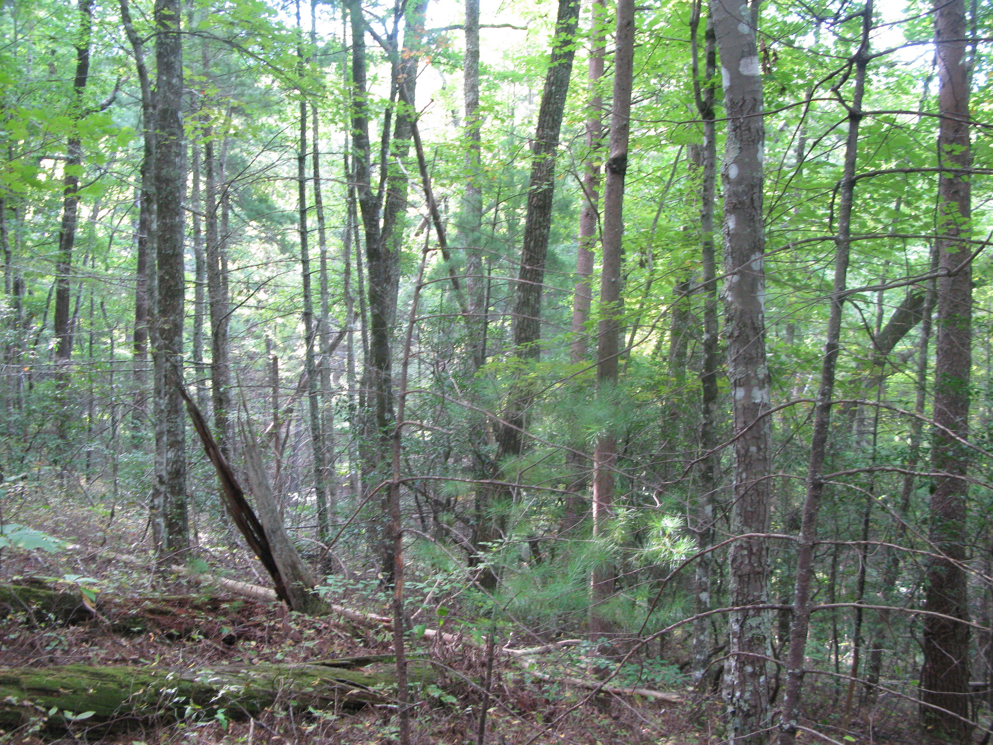 GRSM Accuracy Assessment. Plot Code: GRSM_AA_0451_4