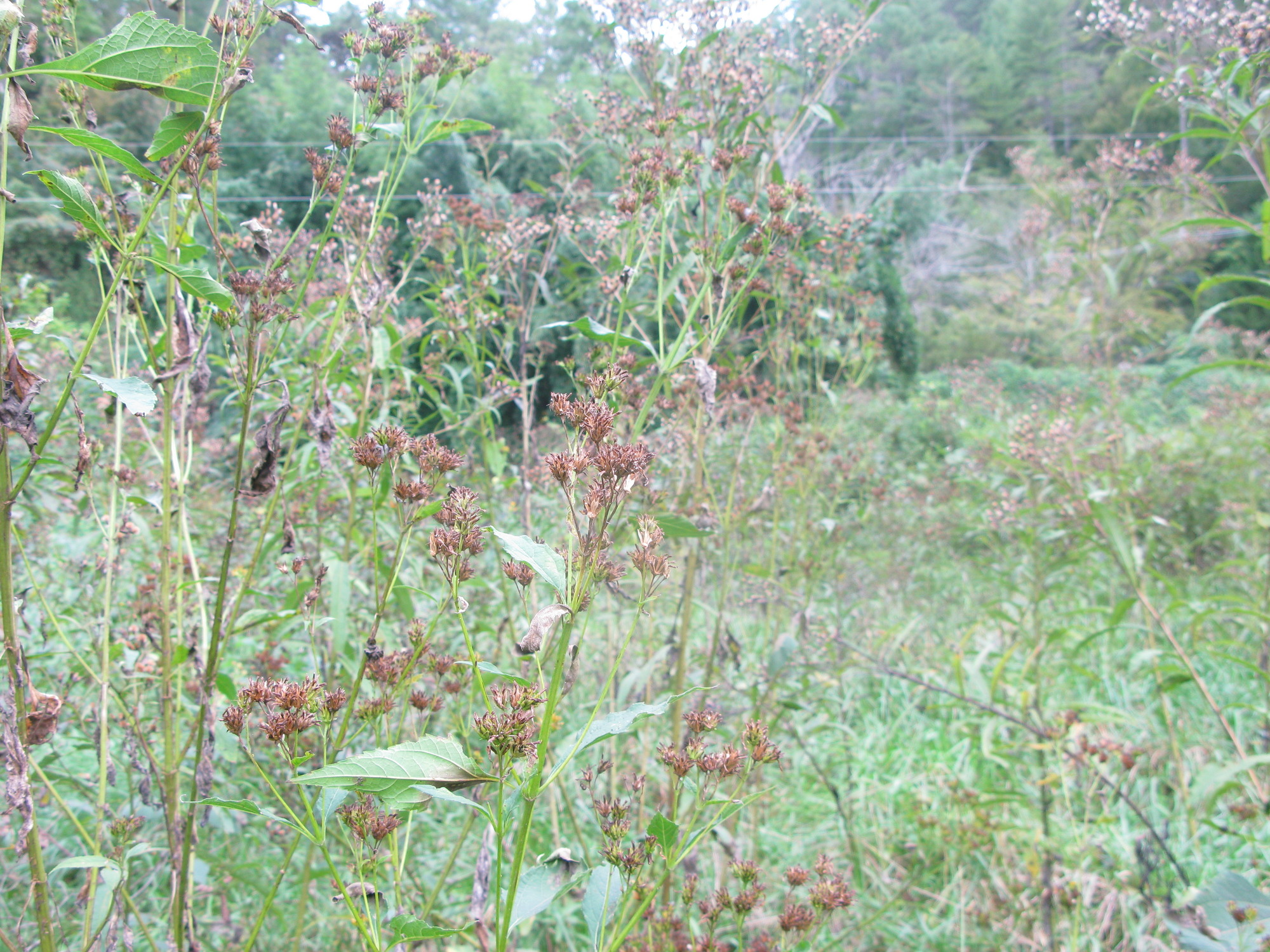 GRSM Accuracy Assessment. Plot Code: GRSM_AA_0407_3