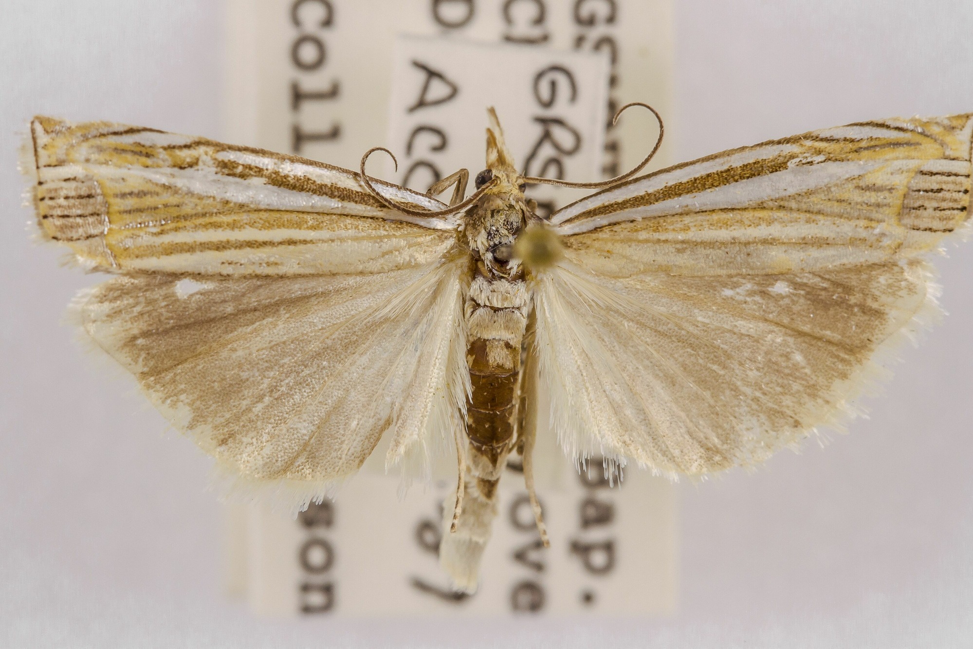 Image of Crambus laqueatellus, a species of Animalia
