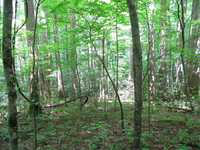 GRSM Accuracy Assessment. Plot Code: GRSM_AA_0927_2