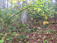 GRSM Accuracy Assessment. Plot Code: GRSM_AA_0238_3