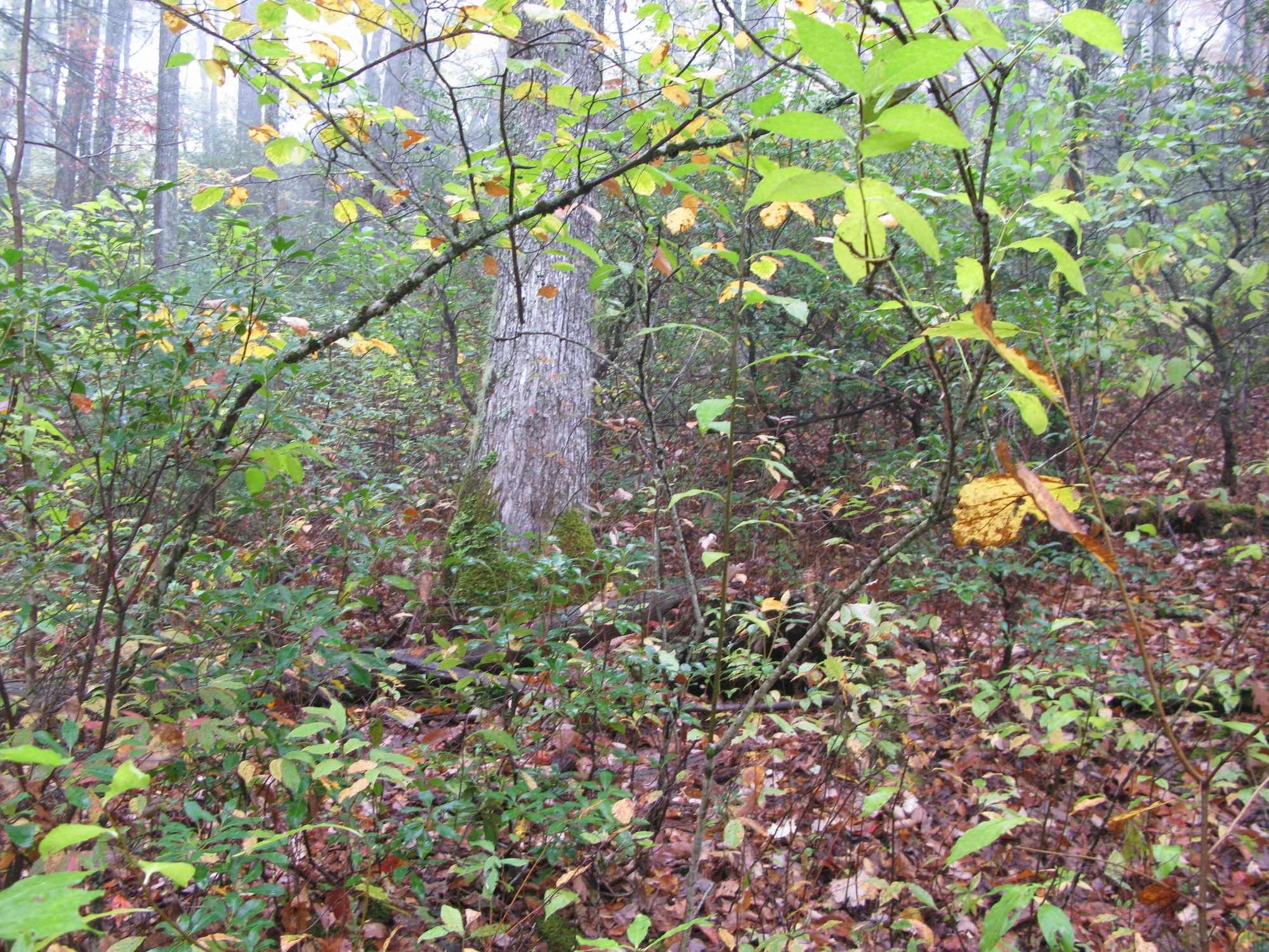 GRSM Accuracy Assessment. Plot Code: GRSM_AA_0238_3