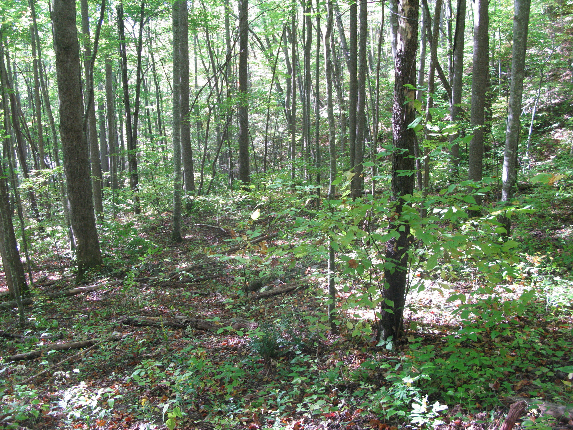 GRSM Accuracy Assessment. Plot Code: GRSM_AA_0338_4