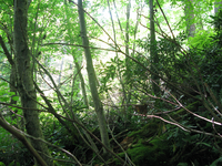 GRSM Accuracy Assessment. Plot Code: GRSM_AA_0644_6