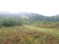 GRSM Accuracy Assessment. Plot Code: GRSM_AA_0096_4