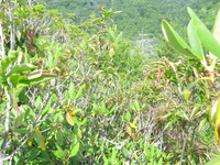 GRSM Accuracy Assessment. Plot Code: GRSM_AA_0008_5