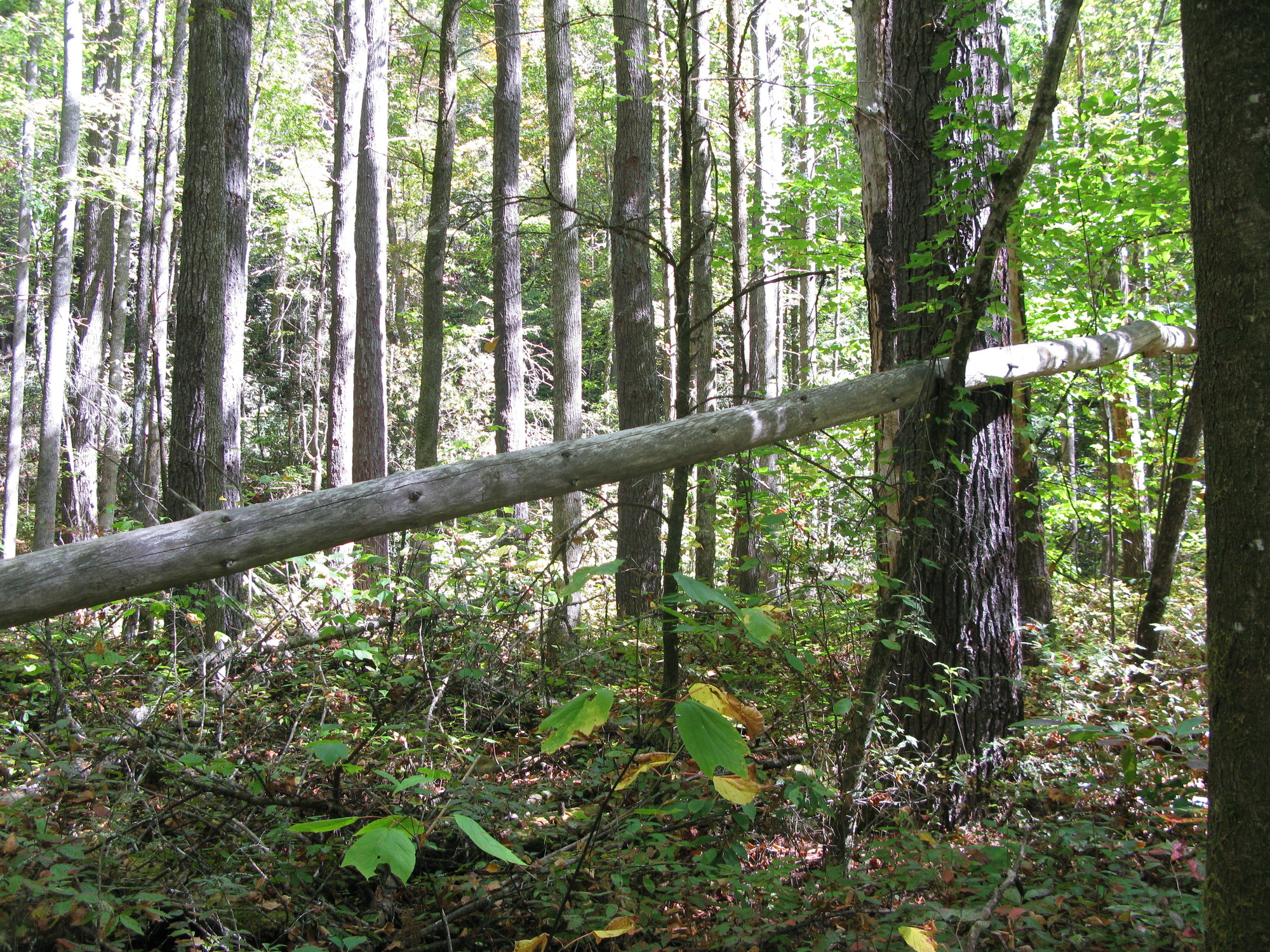 GRSM Accuracy Assessment. Plot Code: GRSM_AA_0304_3