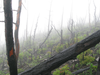 GRSM Accuracy Assessment. Plot Code: GRSM_AA_0862_6