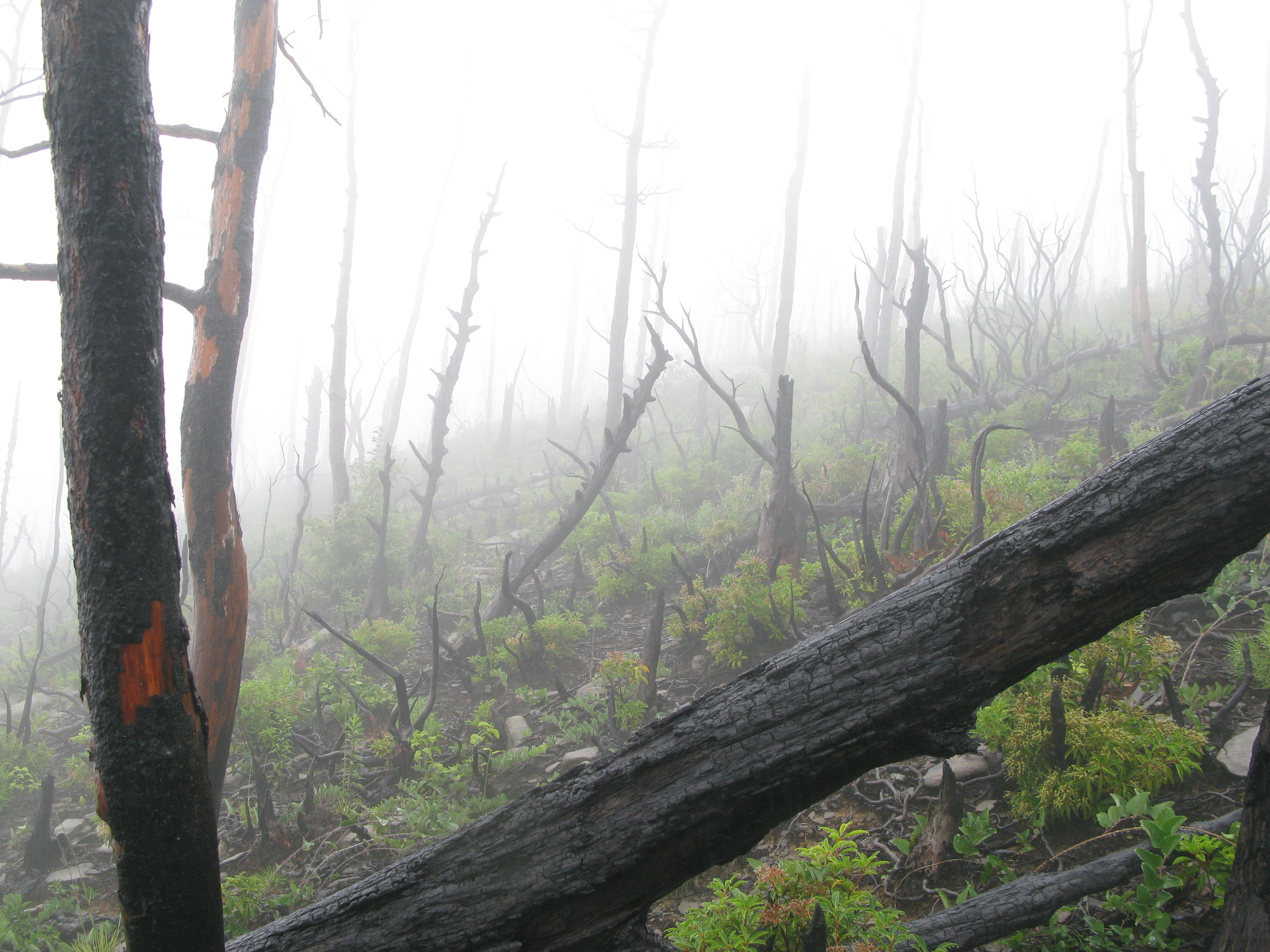 GRSM Accuracy Assessment. Plot Code: GRSM_AA_0862_6