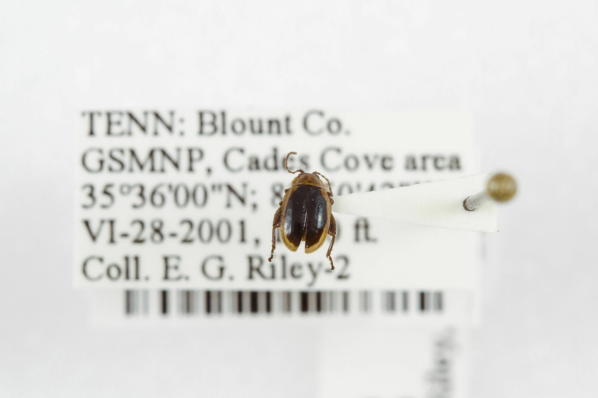 Image of Capraita thyamoides, a species of Animalia