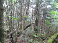 GRSM Accuracy Assessment. Plot Code: GRSM_AA_0275_6