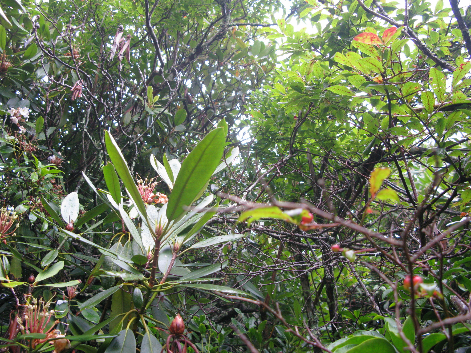 Plot Code: GRSM_AA_0369_2