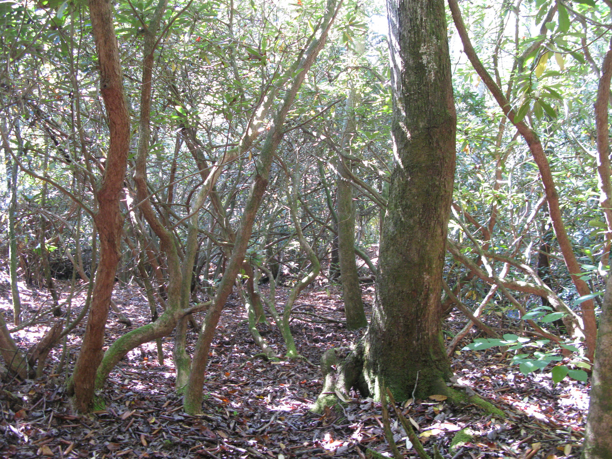 GRSM Accuracy Assessment. Plot Code: GRSM_AA_0130_6