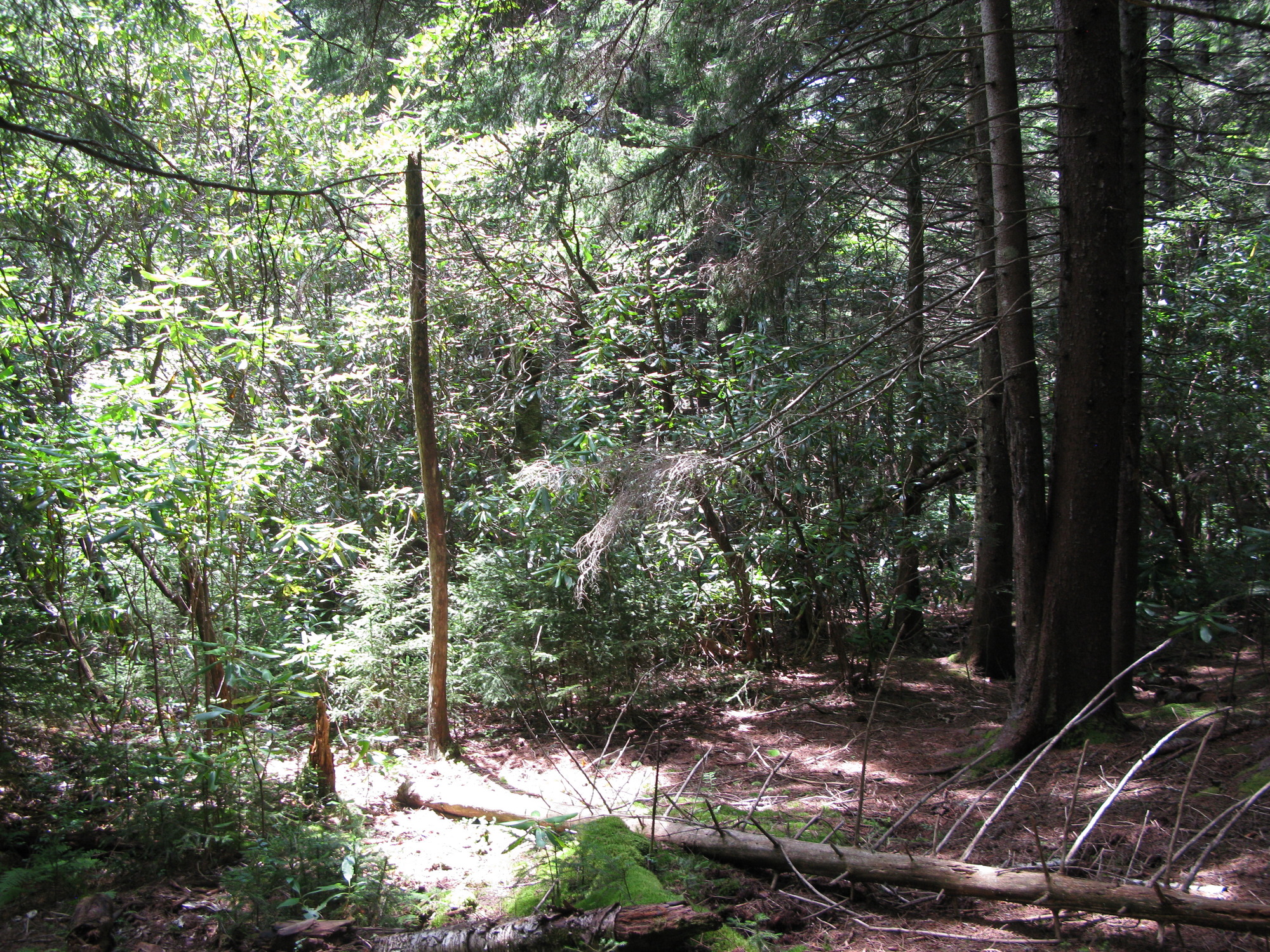 GRSM Accuracy Assessment. Plot Code: GRSM_AA_0011_6