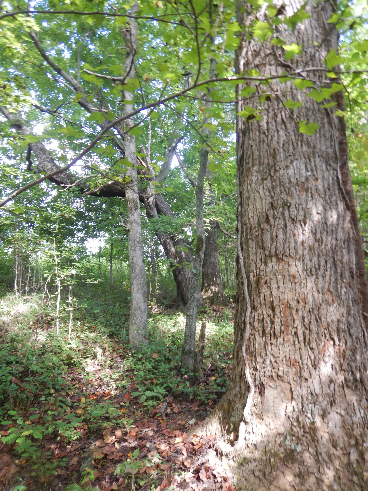 GRSM Accuracy Assessment. Plot Code: GRSM_AA_0712_6