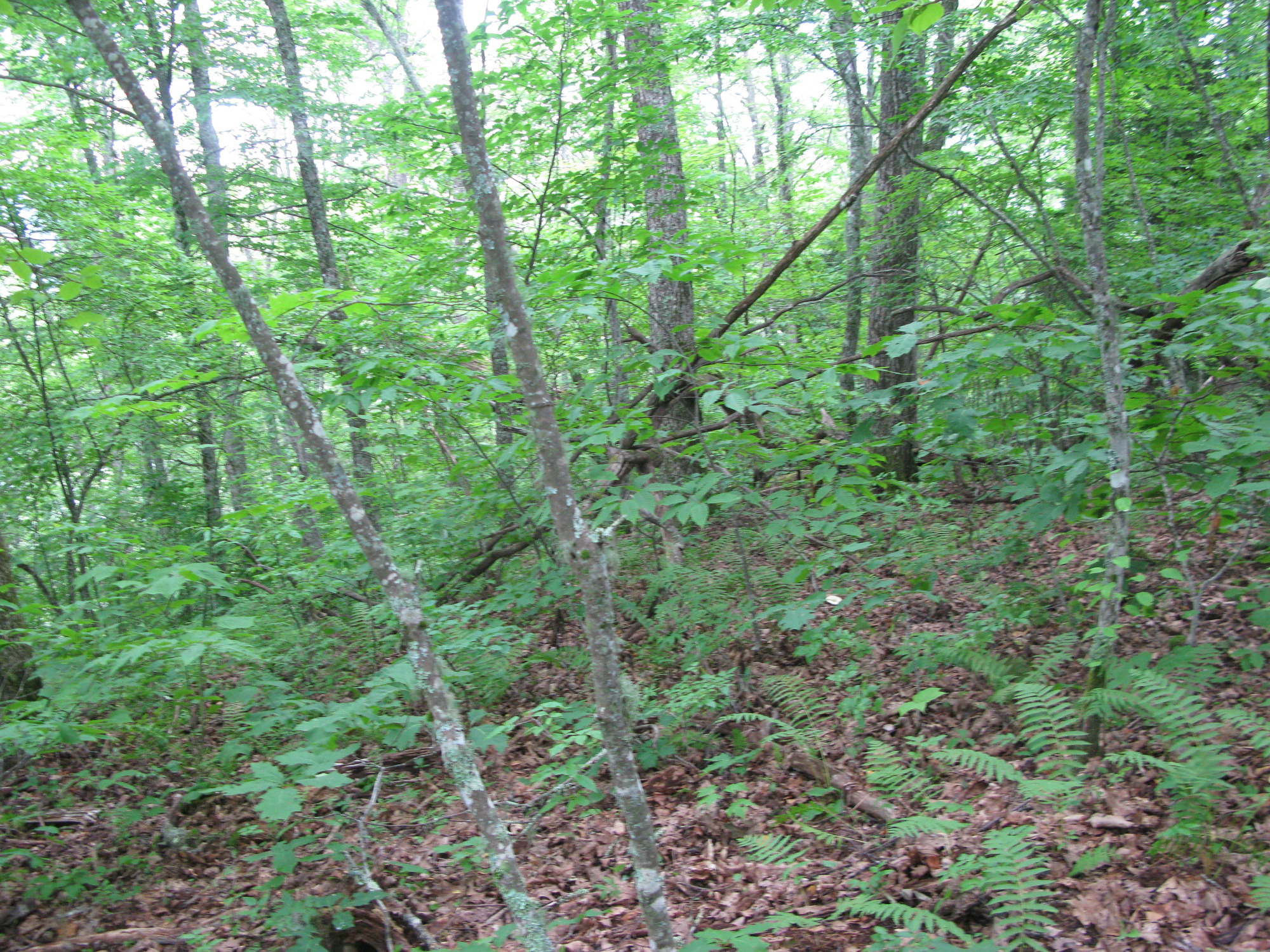 GRSM Accuracy Assessment. Plot Code: GRSM_AA_0004_3