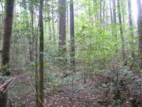 GRSM Accuracy Assessment. Plot Code: GRSM_AA_0481_6