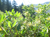 GRSM Accuracy Assessment. Plot Code: GRSM_AA_0595_6