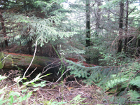 GRSM Accuracy Assessment. Plot Code: GRSM_AA_0156_4