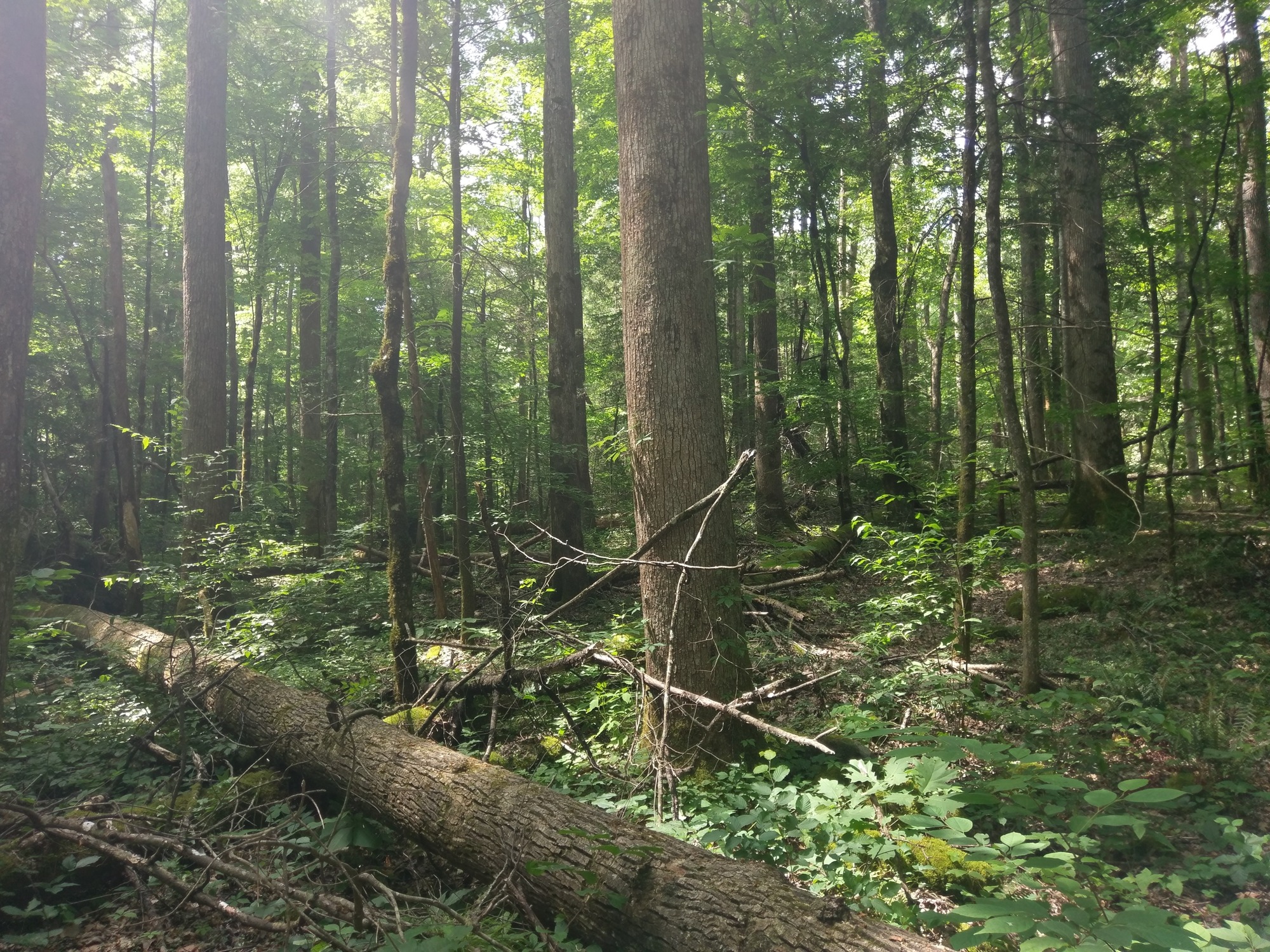 GRSM Accuracy Assessment. Plot Code: GRSM_AA_0795_4