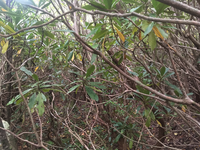 GRSM Accuracy Assessment. Plot Code: GRSM_AA_0363_5