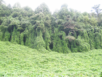 GRSM Accuracy Assessment. Plot Code: GRSM_AA_0347_2