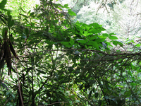 GRSM Accuracy Assessment. Plot Code: GRSM_AA_0904_2