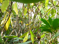 GRSM Accuracy Assessment. Plot Code: GRSM_AA_0981_6