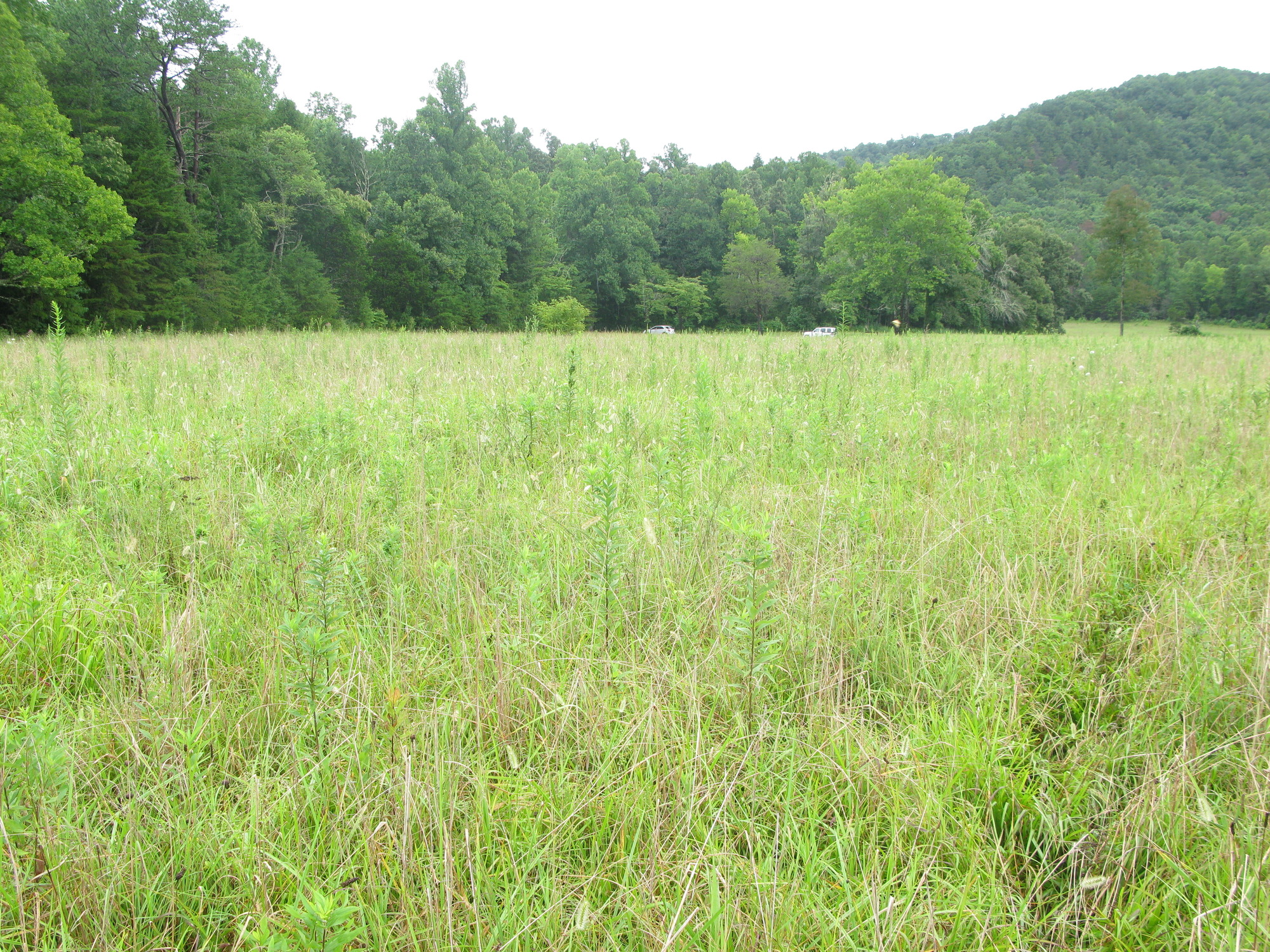 Plot Code: GRSM_AA_0470_2