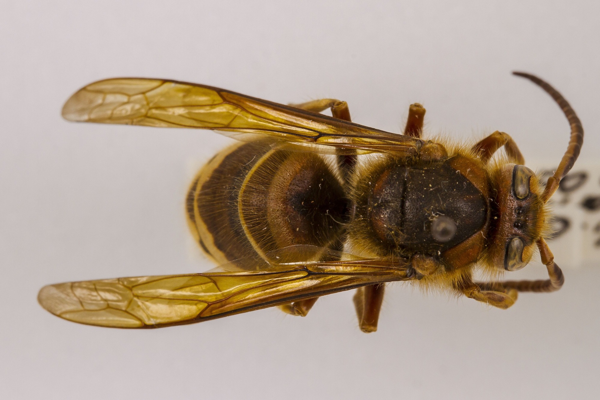 Image of Vespa crabro, a species of Animalia