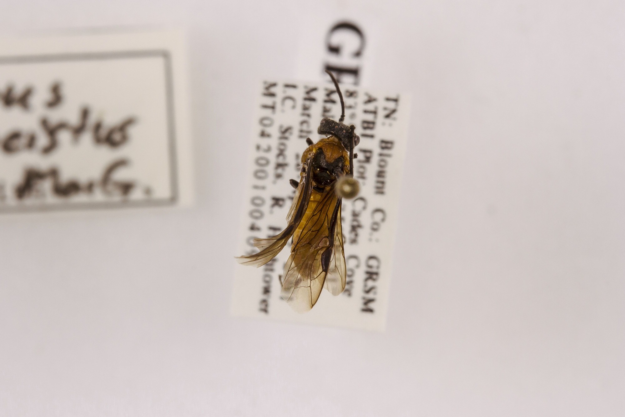 Image of Dolerus neoagcistus, a species of Animalia