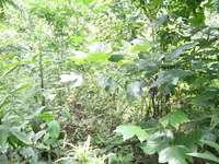 GRSM Accuracy Assessment. Plot Code: GRSM_AA_0711_5