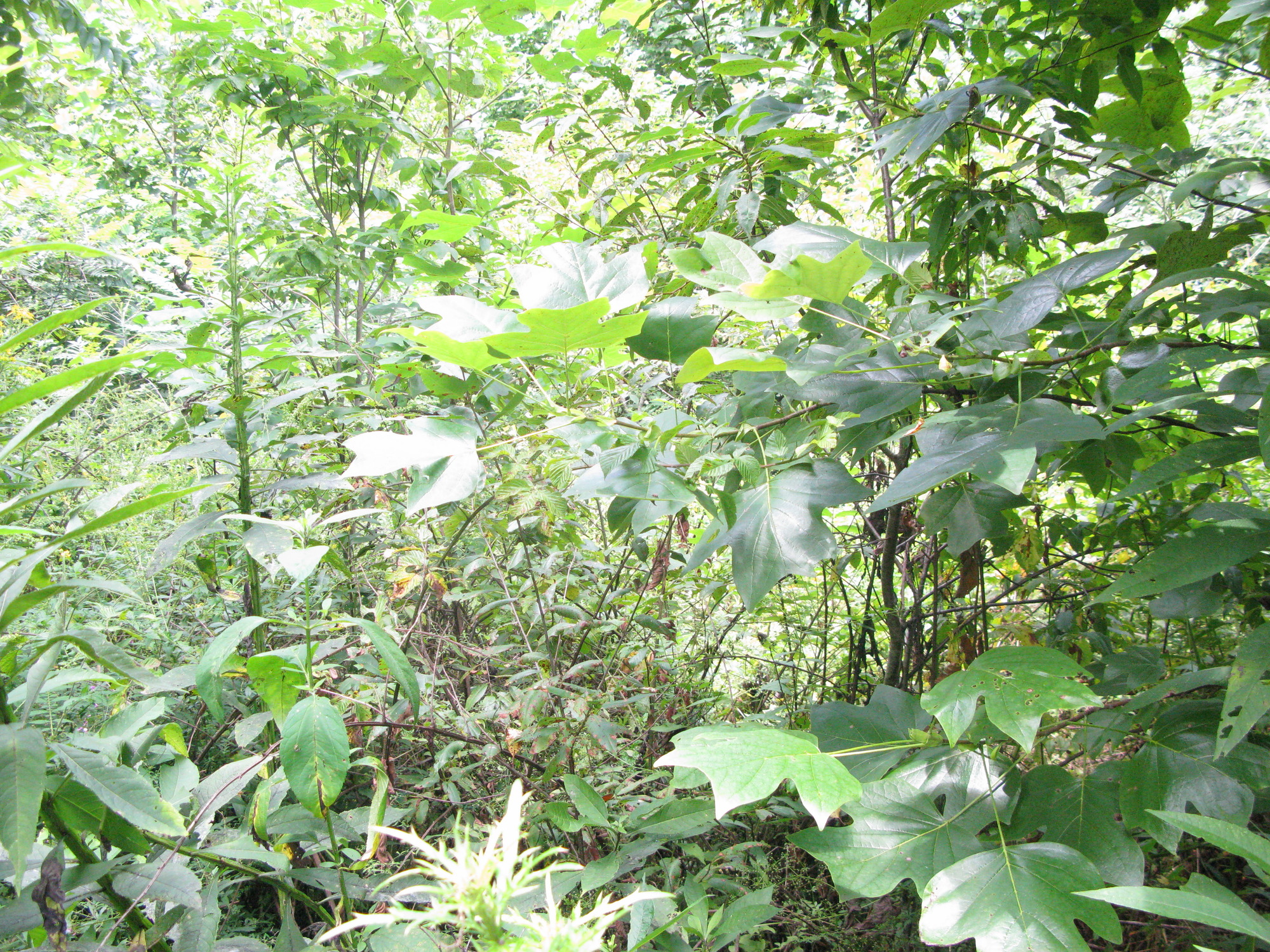 GRSM Accuracy Assessment. Plot Code: GRSM_AA_0711_5