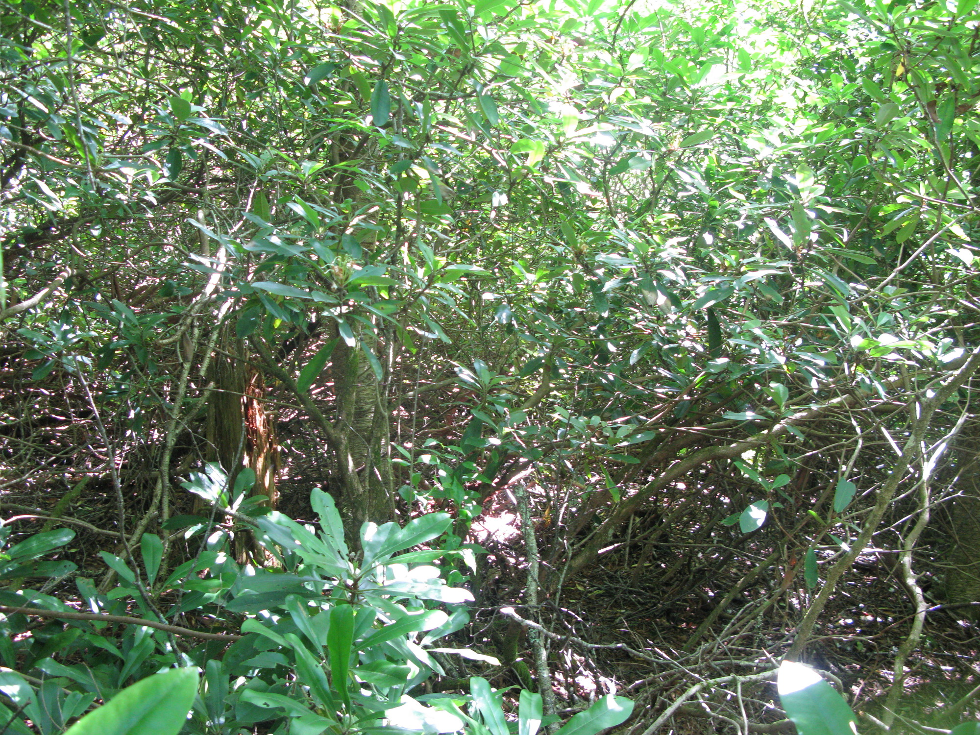 GRSM Accuracy Assessment. Plot Code: GRSM_AA_0119_4