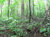 GRSM Accuracy Assessment. Plot Code: GRSM_AA_0466_4