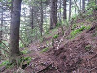 GRSM Accuracy Assessment. Plot Code: GRSM_AA_0525_5