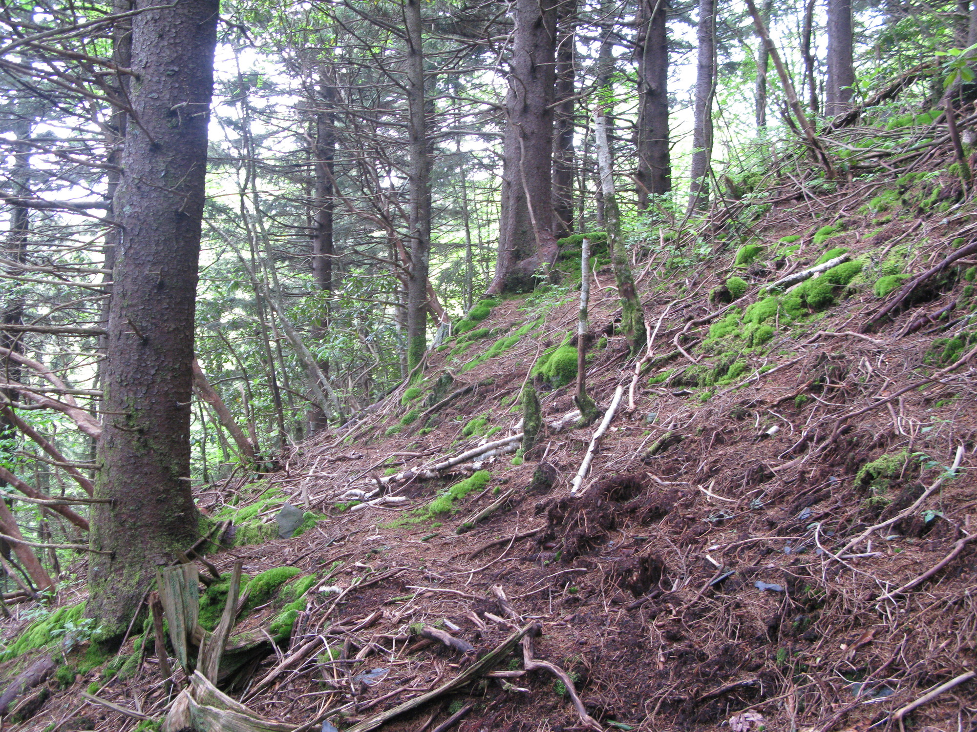 GRSM Accuracy Assessment. Plot Code: GRSM_AA_0525_5