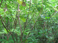 GRSM Accuracy Assessment. Plot Code: GRSM_AA_0530_2