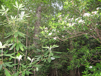 GRSM Accuracy Assessment. Plot Code: GRSM_AA_0158_3