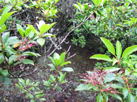 GRSM Accuracy Assessment. Plot Code: GRSM_AA_0884_3