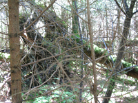 GRSM Accuracy Assessment. Plot Code: GRSM_AA_0462_4