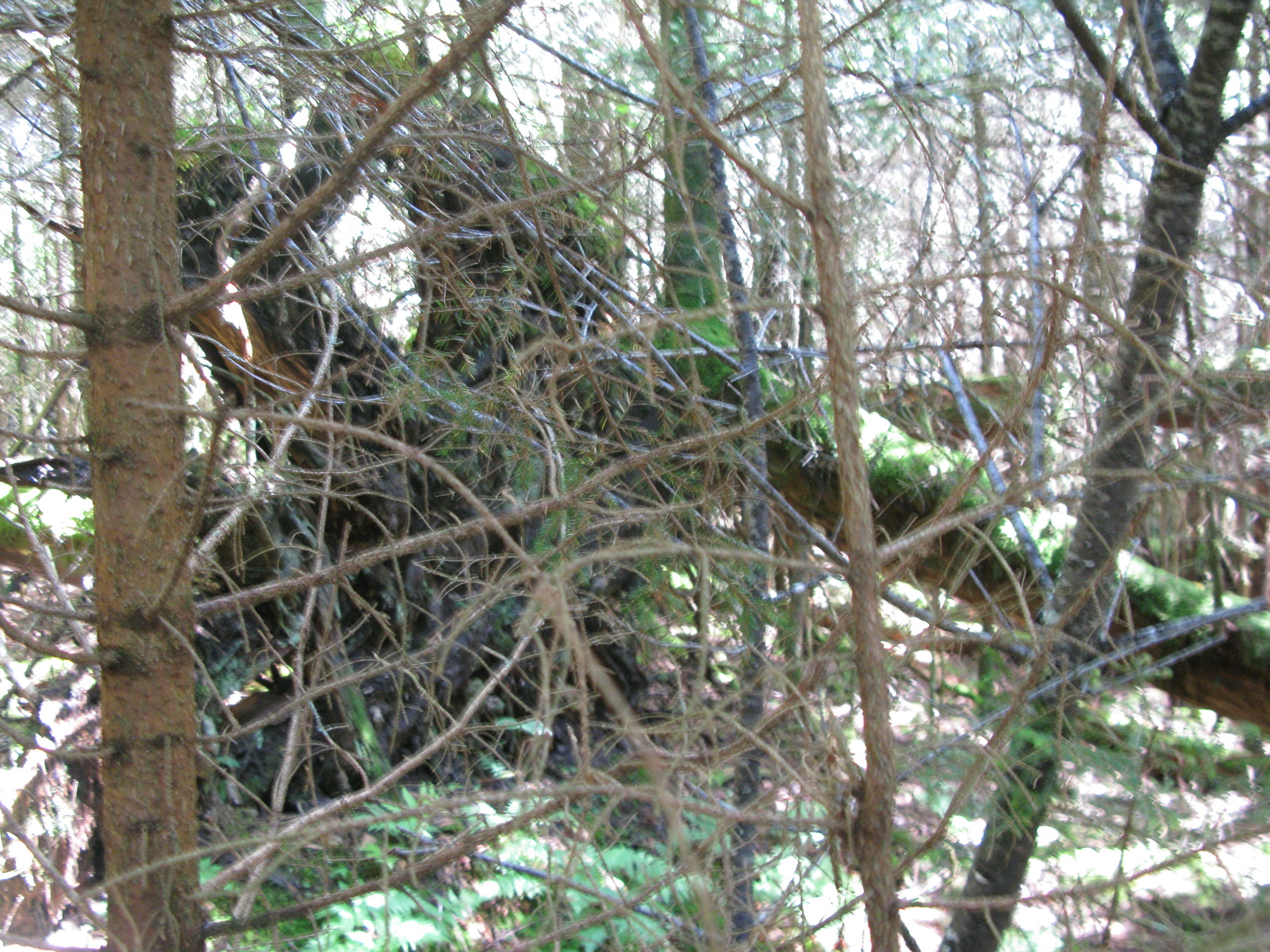 GRSM Accuracy Assessment. Plot Code: GRSM_AA_0462_4