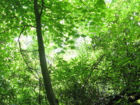 GRSM Accuracy Assessment. Plot Code: GRSM_AA_0920_4