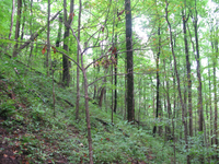 GRSM Accuracy Assessment. Plot Code: GRSM_AA_0679_6