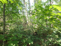 GRSM Accuracy Assessment. Plot Code: GRSM_AA_0282_2