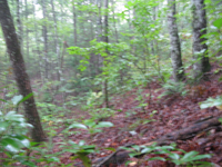 GRSM Accuracy Assessment. Plot Code: GRSM_AA_0237_5