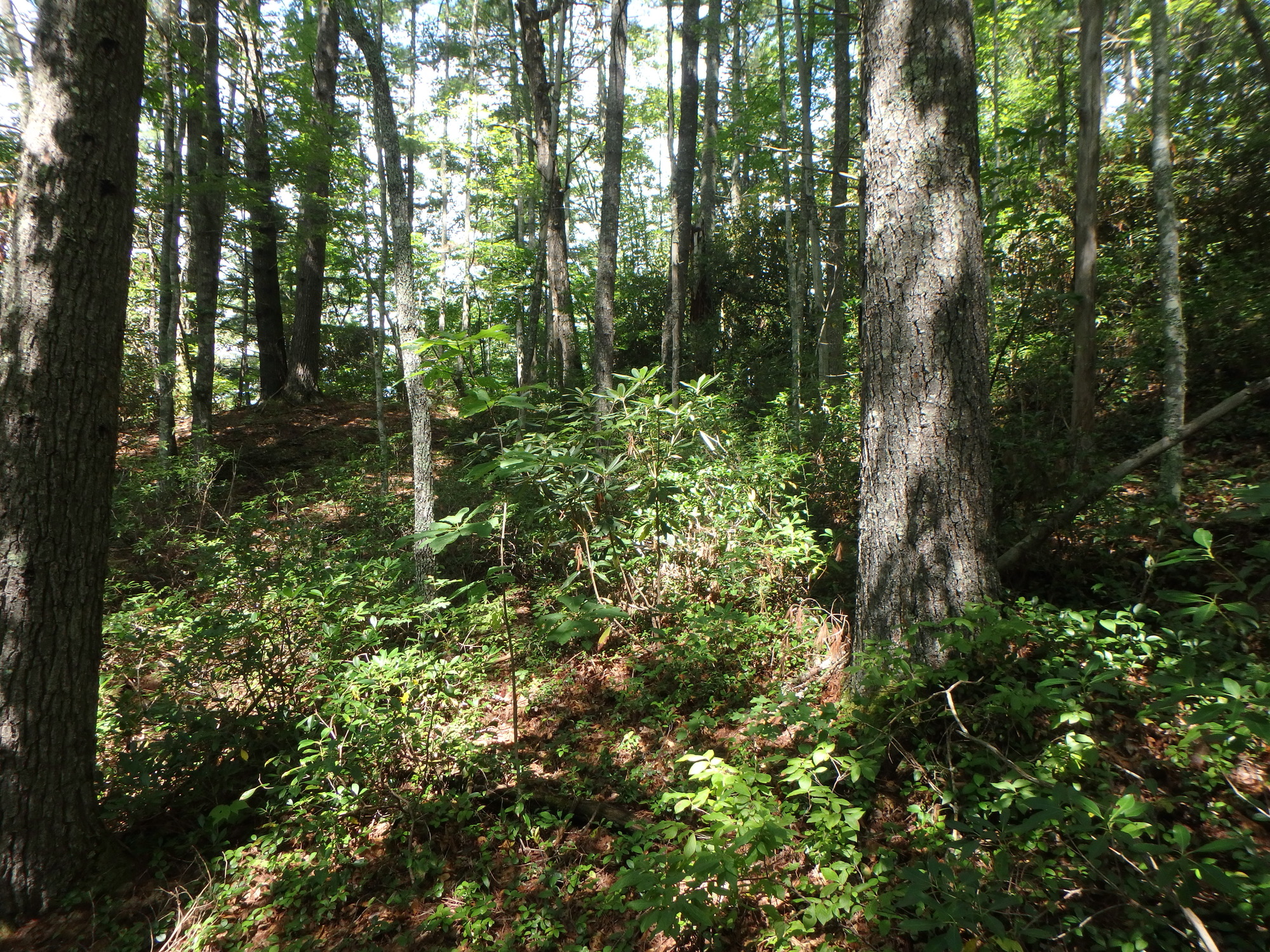 GRSM Accuracy Assessment. Plot Code: GRSM_AA_0091_2