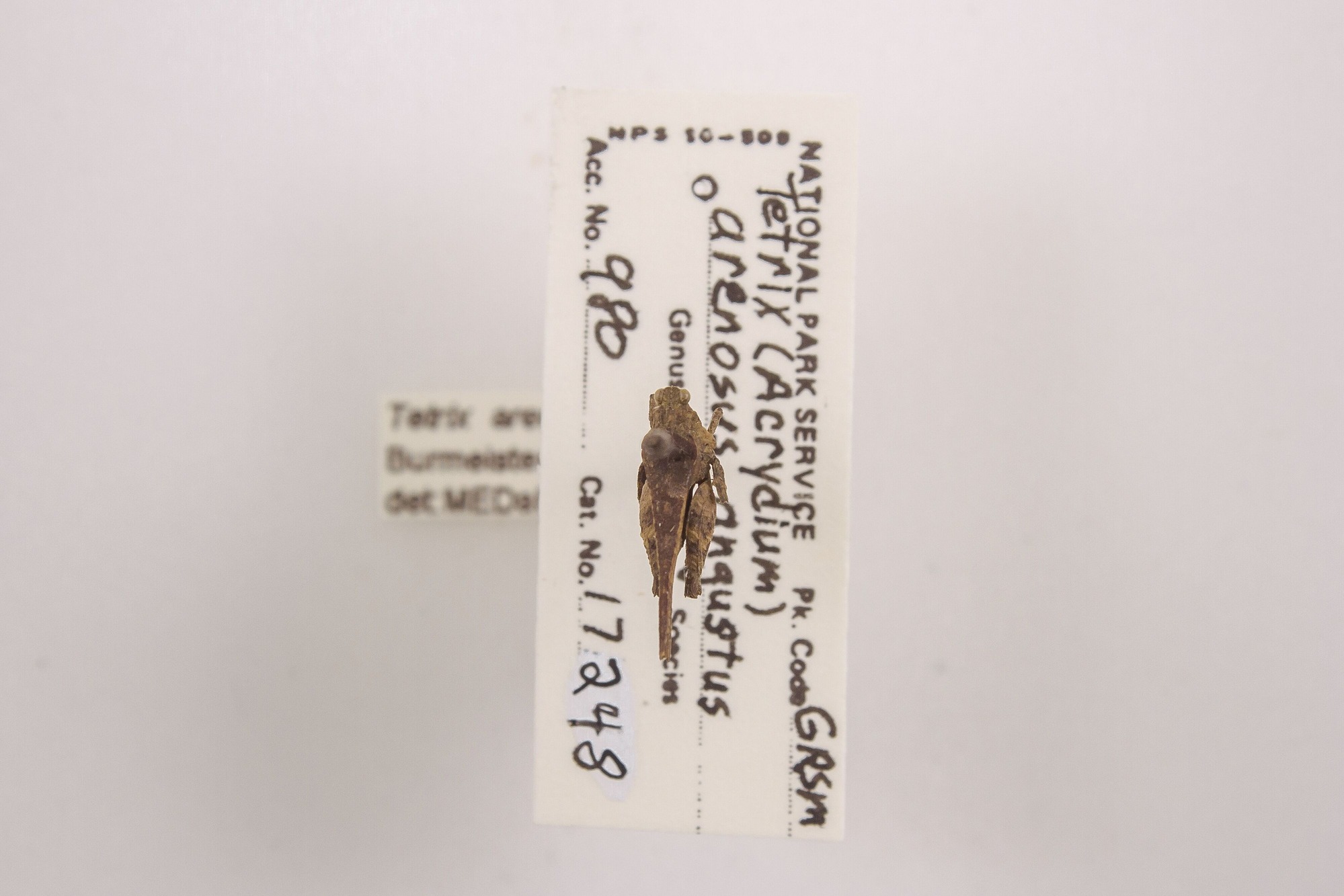 Image of Tetrix arenosa, a species of Animalia