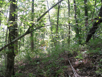 GRSM Accuracy Assessment. Plot Code: GRSM_AA_0235_6